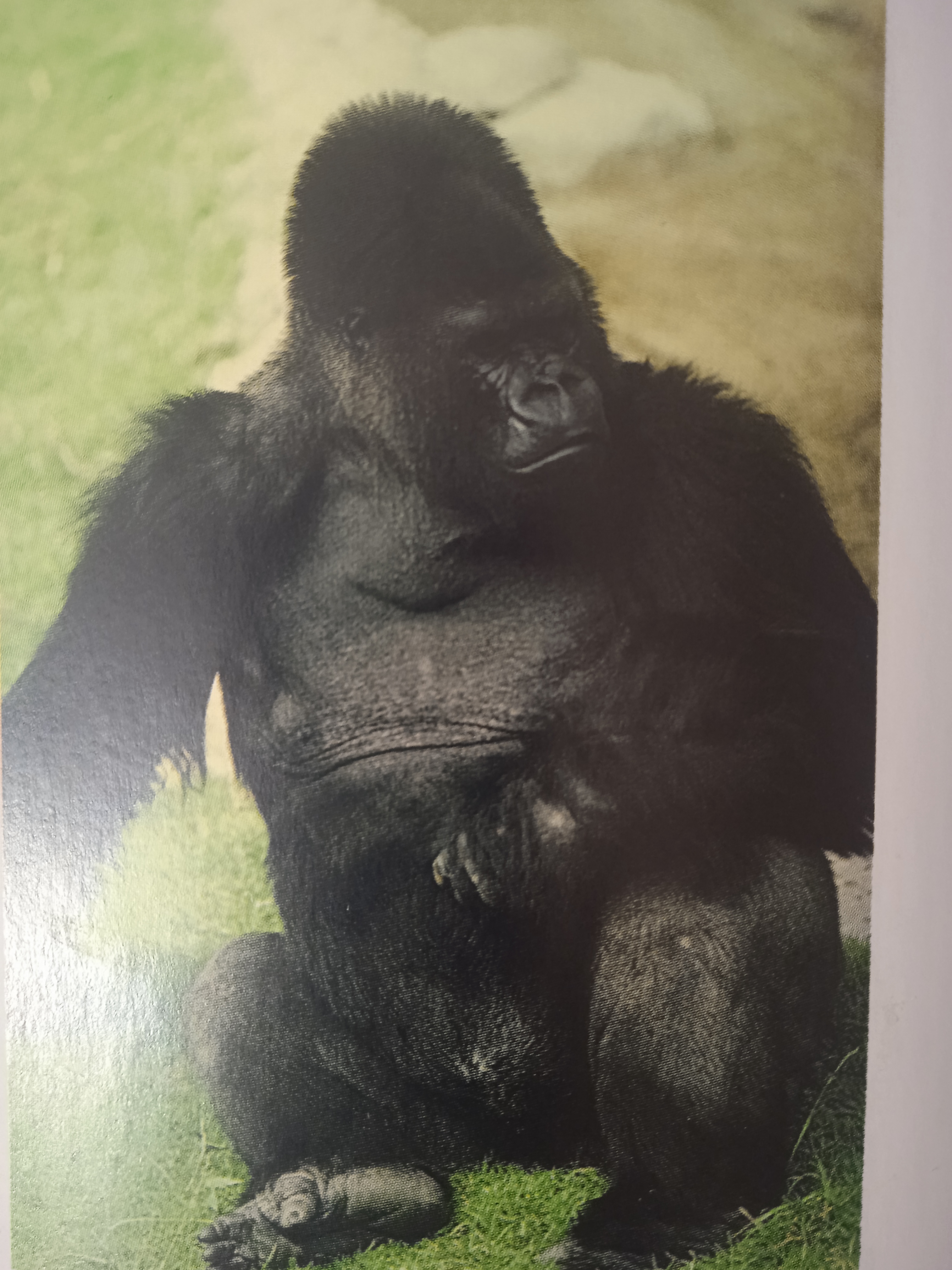 GORILA (Gorrilla gorilla)